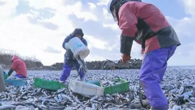 日本排放核污水的海域死了多少鱼_日本核污水入海鱼变异_日本核污水或入海鱼还能吃吗