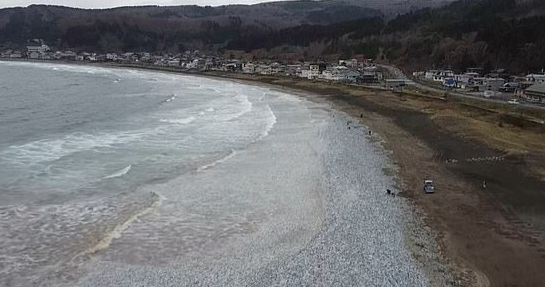 日本核污水入海鱼变异_日本排放核污水的海域死了多少鱼_日本核污水或入海鱼还能吃吗