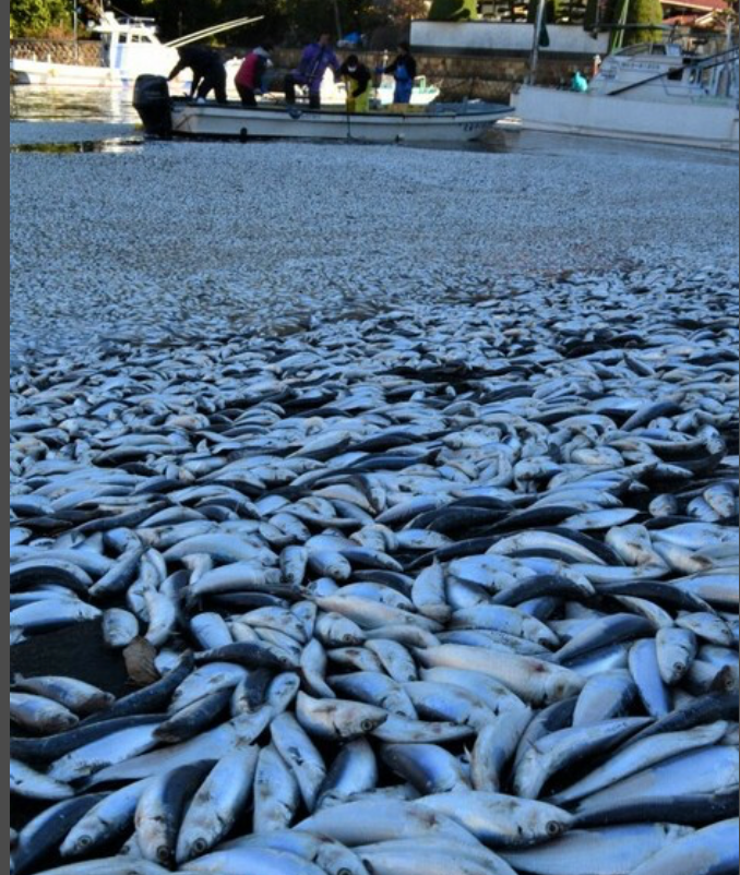 日本核污水或入海鱼还能吃吗_日本排放核污水的海域死了多少鱼_日本核污水入海鱼变异